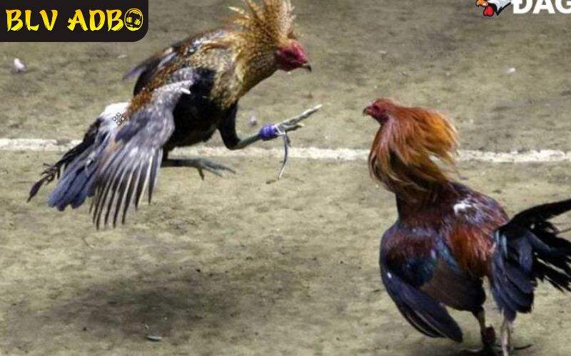 Xem đa dạng hình thức đá gà tại SV388 Xem đa dạng hình thức đá gà tại SV388