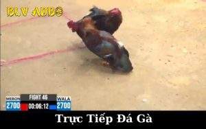 Nền Tảng Trực Tiếp Đá Gà