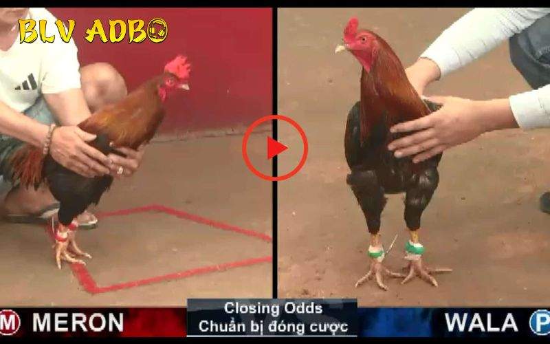 Trực Tiếp Đá Gà phát sóng các trận đấu với hình ảnh sắc nét Trực Tiếp Đá Gà phát sóng các trận đấu với hình ảnh sắc nét