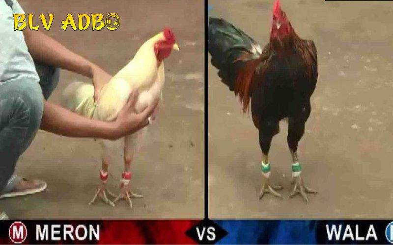 Xem các trận đá gà cực mượt mà không bị giật lag Xem các trận đá gà cực mượt mà không bị giật lag