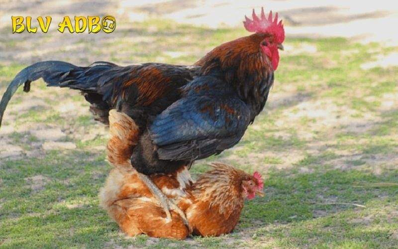 Bản chất của phối màu lông gà