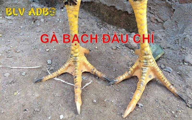 Các đặc điểm nhận biết Gà Bạch Đầu Chỉ