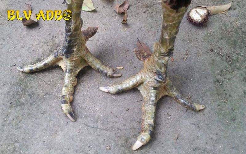 Các đặc điểm nhận biết Gà Có Vảy Dặm Ở Ngón Chúa