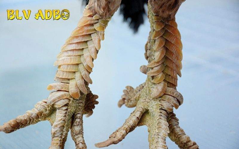 Các đặc điểm nhận biết Gà Vảy Rồng