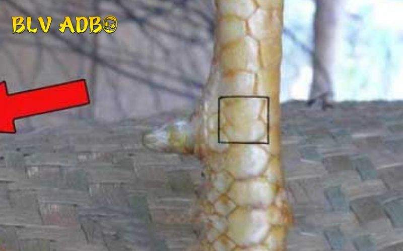 Các đặc điểm nhận biết Vảy Gà Đại Giáp chuẩn xác