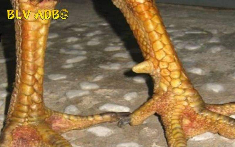 Các đặc điểm nhận biết Vảy Gà Liên Giáp Các đặc điểm nhận biết Vảy Gà Liên Giáp