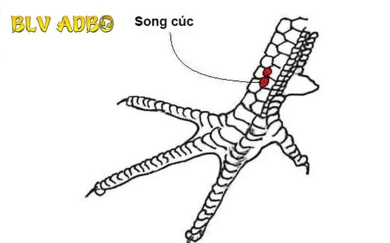 Các đặc điểm nhận biết Vảy Gà Song Cúc chuẩn xác