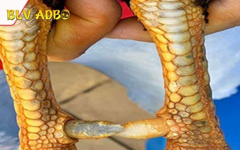 Các đặc điểm nhận dạng Vảy Gà Hàm Long Các đặc điểm nhận dạng Vảy Gà Hàm Long