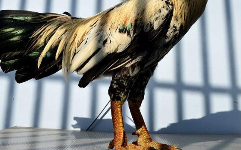 Các điểm sư kê thường nhận sai về Vảy Tam Tài