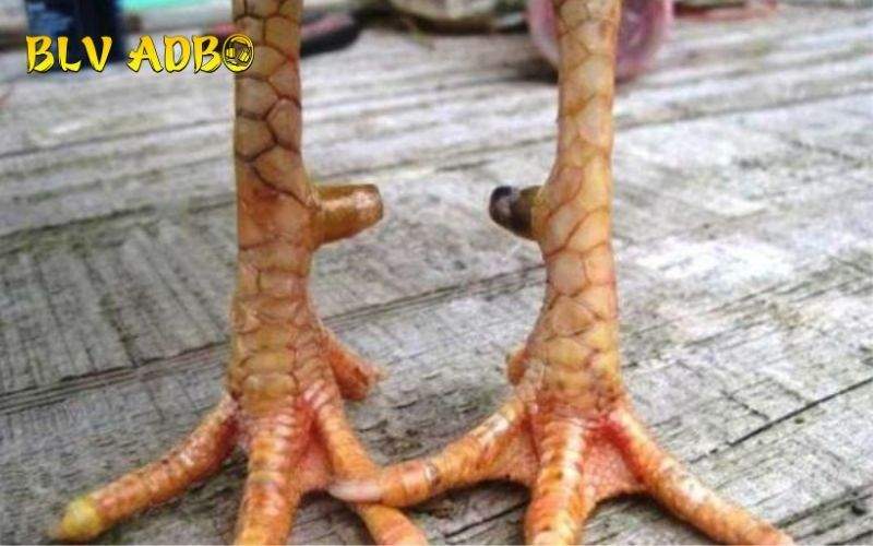 Các loại Vảy Gà Đại Giáp phổ biến