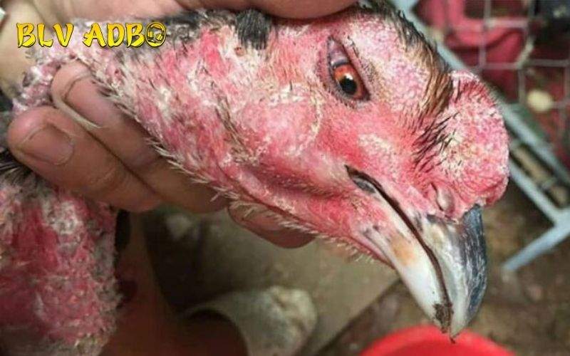 Các nguyên nhân dẫn đến gà chọi bị hỏng mỏ dưới