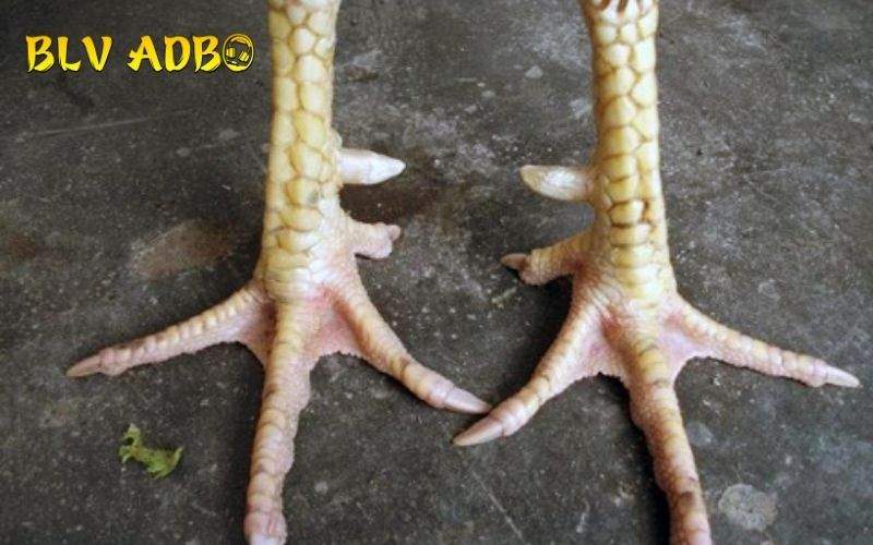 Các ưu điểm nổi bật về Gà Vảy Khai Vương