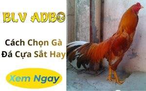 Cách Chọn Gà Đá Cựa Sắt Hay