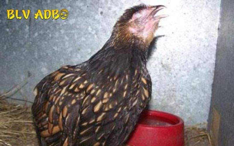 Cách điều trị gà bị bệnh hen hiệu quả