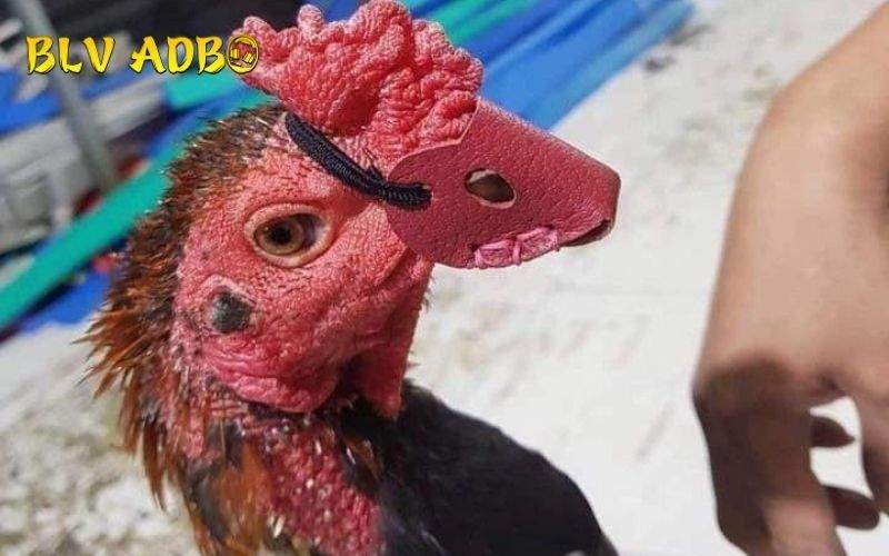 Cách điều trị gà chọi bị hỏng mỏ dưới hiệu quả