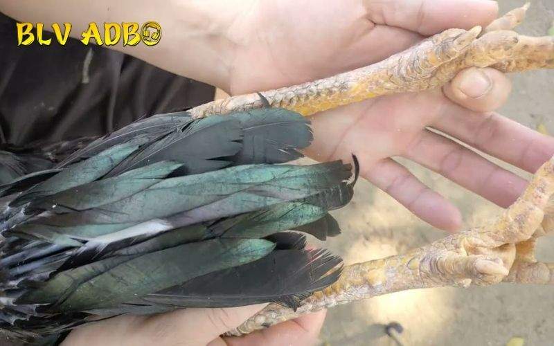 Cách nhận biết Vảy Gà Án Thiên