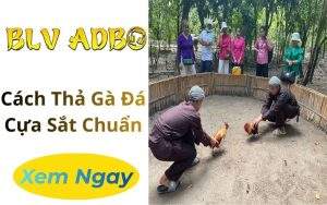 Cách Thả Gà Đá Cựa Sắt Chuẩn