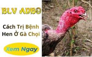 Cách Trị Bệnh Hen Ở Gà Chọi