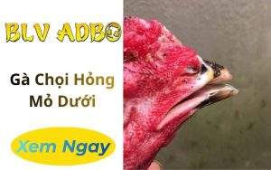 Gà Chọi Hỏng Mỏ Dưới