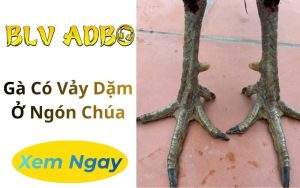 Gà Có Vảy Dặm Ở Ngón Chúa