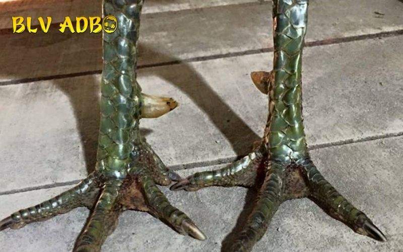 Gà Có Vảy Dặm Ở Ngón Chúa sở hữu nhiều ưu điểm vượt trội