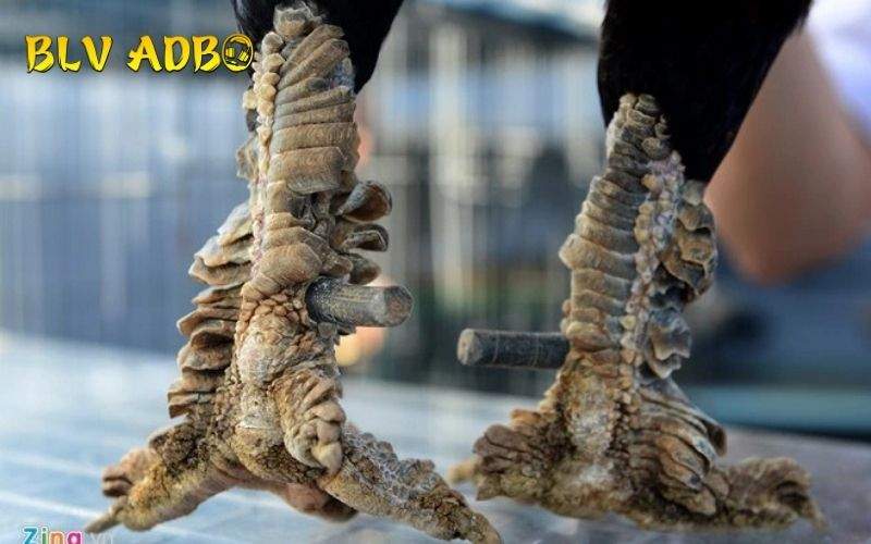 Gà Vảy Rồng là gà sở hữu vảy cứng cấp và mọc xù xì như vảy rồng