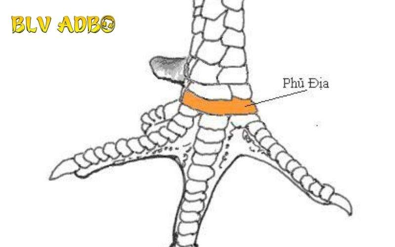Hình dạng Vảy Gà Phủ Địa