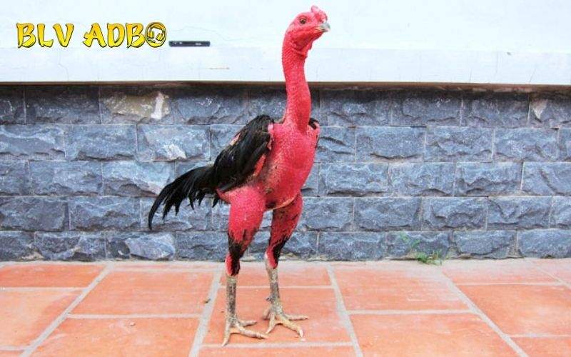 Hướng dẫn các bước làm da gà chọi dày hiệu quả trong thời gian ngắn