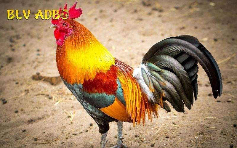 Hướng dẫn cách phối màu lông gà hiệu ưng ý