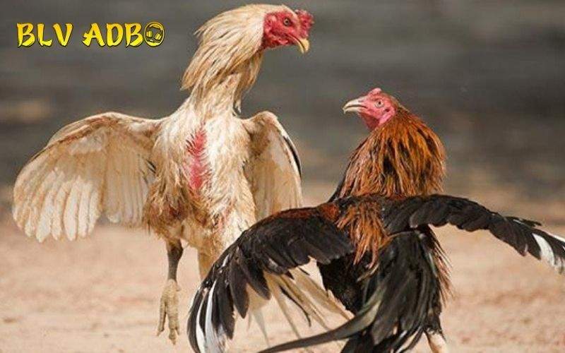 Mẹo xem cách đi của gà để chọn được chiến kê đá hay