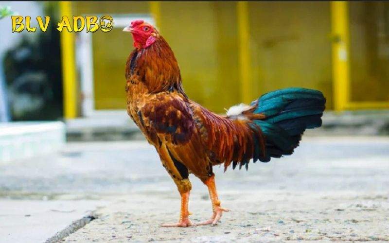 Nên tuyển chọn gà có bố đá giỏi