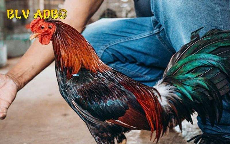 Người nuôi nên kiểm tra tổng thể cơ thể sau khi gà mới đi đá về