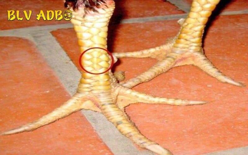 Những cách nhận biết vảy tam tài