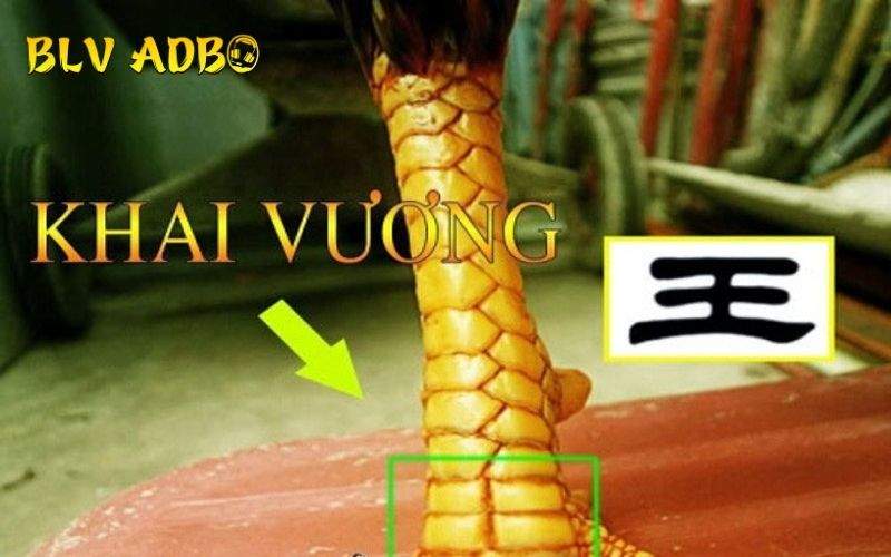 Những đặc điểm nhận biết Vảy Gà Khai Vương