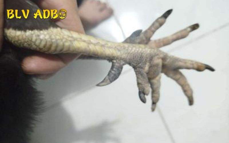 Những dạng Vảy Gà Vấn Cán thường gặp Những dạng Vảy Gà Vấn Cán thường gặp