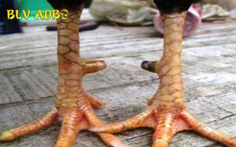 Những đánh giá từ các sư kê về Vảy Gà Huyền Trâm