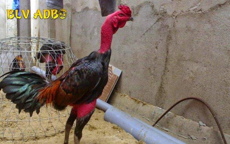 Những lợi ích khi làm da gà chọi dày