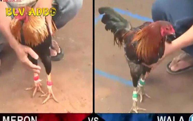 Những nguyên nhân người chơi đặt cược thường thua