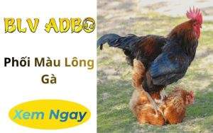 Phối Màu Lông Gà