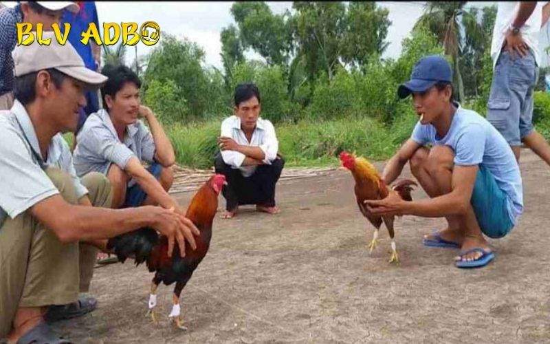 Thả gà đá cựa sắt đúng cách sẽ có nhiều lợi thế Thả gà đá cựa sắt đúng cách sẽ có nhiều lợi thế