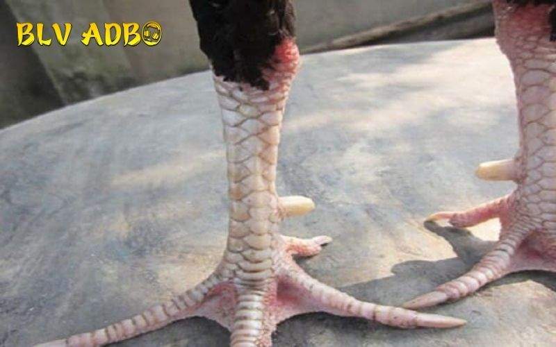 Tổng quan về Vảy Gà Huyền Trâm