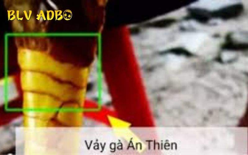 Vảy Gà Án Thiên là tên gọi của một chiếc vảy lớn