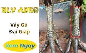 Vảy Gà Đại Giáp
