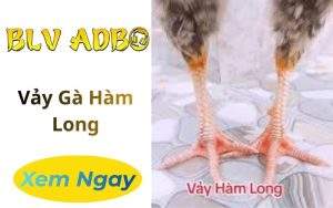 Vảy Gà Hàm Long