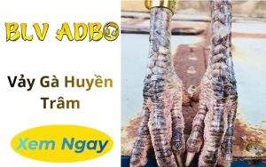Vảy Gà Huyền Trâm