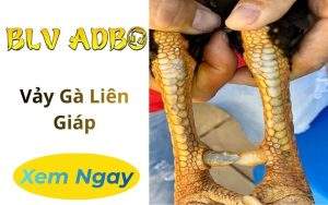Vảy Gà Liên Giáp