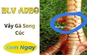 Vảy Gà Song Cúc
