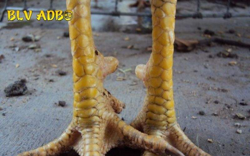 Vảy Gà Song Cúc có nhiều loại khác nhau dựa trên vị trí và số lượng vảy