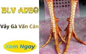 Vảy Gà Vấn Cán