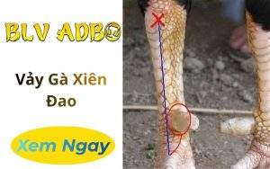 Vảy Gà Xiên Đao